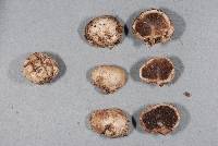 Hysterangium rugisporum image