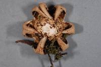 Geastrum lageniforme image