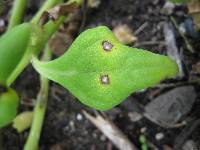 Cercospora tetragoniae image