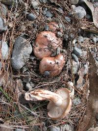 Tricholoma batschii image