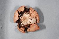 Geastrum minutisporum image