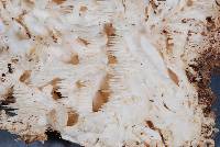 Hericium clathroides image