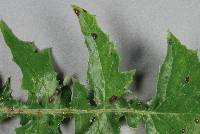 Alternaria sonchi image