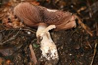 Agaricus lanatoniger image