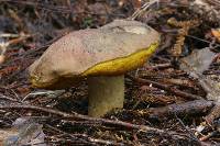 Boletus rawlingsii image