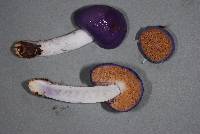 Cortinarius porphyroideus image