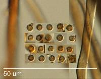 Geastrum minutisporum image