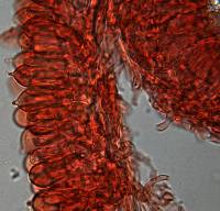 Gymnomyces redolens image