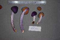 Cortinarius porphyroideus image