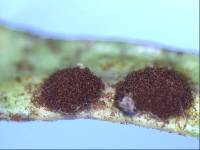 Puccinia plagianthi image