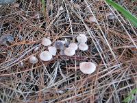 Mycena capillaripes image