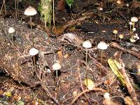 Mycena cystidiosa image