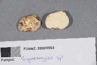 Gymnomyces redolens image