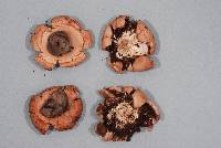 Geastrum minutisporum image