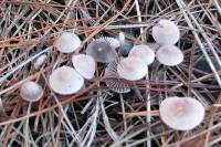 Mycena capillaripes image