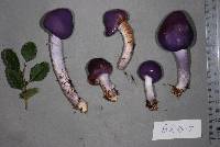 Cortinarius porphyroideus image