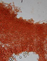 Gymnomyces redolens image