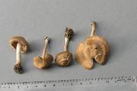 Inocybe sindonia image