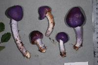 Cortinarius porphyroideus image