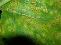 Puccinia embergeriae image