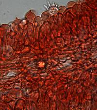 Gymnomyces redolens image