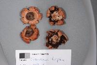 Geastrum minutisporum image