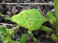 Cercospora tetragoniae image