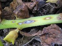 Cercospora tetragoniae image