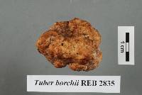 Tuber borchii image