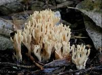 Ramaria junquilleovertex image