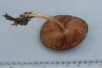 Pluteus perroseus image