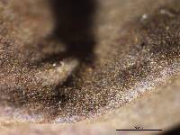 Geastrum minutisporum image