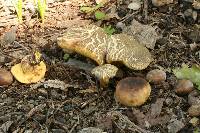 Boletus cisalpinus image