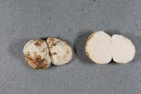 Gymnomyces redolens image