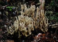 Ramaria zippelii f. zippelii image