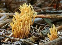 Ramaria ambigua image