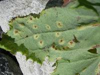 Puccinia embergeriae image