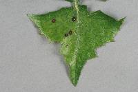 Alternaria sonchi image