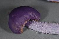 Cortinarius porphyroideus image