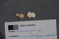 Gymnomyces redolens image