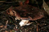 Agaricus lanatoniger image