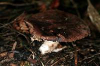 Agaricus lanatoniger image