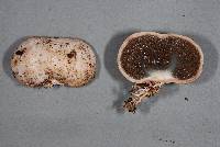 Gallacea eburnea image