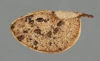 Hypoderma sigmoideum image