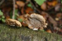 Polyporus hypomelanus image