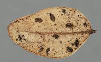 Hypoderma sigmoideum image