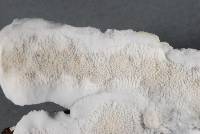 Byssomerulius corium image