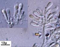 Mucronella calva image