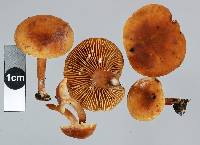 Lactarius umerensis image