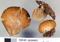 Crepidotus rufofloccosus image